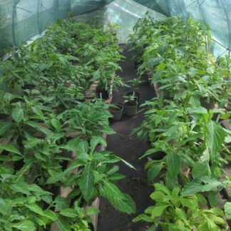 Salvia divinorum ‘Resilience’ | Plant