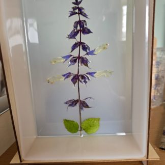 Salvia divinorum ‘Robinson #1’ | Plant